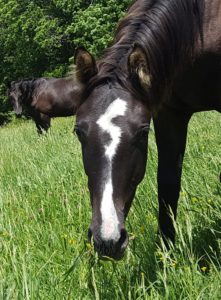 Cheval-a-vendre-Iyldyz-Akhal-Teke-demi-sang-jument