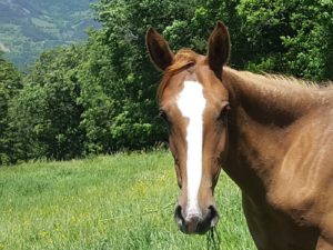 Cheval-a-vendre-Hazyna-Akhal-Teke-jument