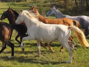 Cheval-vendue-Gulki-Akhal-Teke-jument