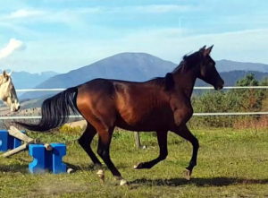 Cheval-a-vendre-Fainour-Akhal-Teke-demi-sang-jument