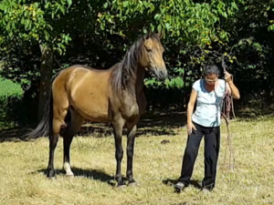 chevaux-a-vendre-akhal-teke-Dengiz-demi-sang-male