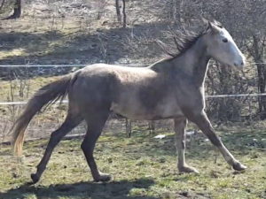 Cheval-a-vendre-akhalteke-Chigyne-jument-pouliniere