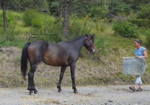 Cheval-vendu-Dunya-Anglo-Teke-jument