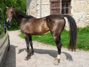 chevaux-a-vendre-akhal-teke-kemput