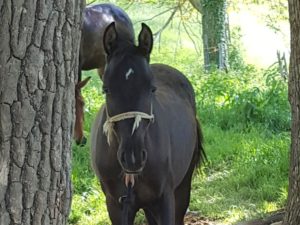 chevaux-a-vendre-akhal-teke-demi-sang-Ilik