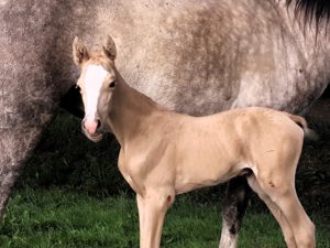 Cheval-a-vendre-Jahann-Akhal-Teke-jument