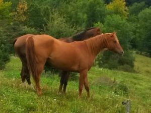 chevaux-a-vendre-akhal-teke-demi-sang-Vepalylyk-hongre-Arasier