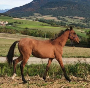 Cheval-a-vendre-akhalteke-pursang-jument-poulain