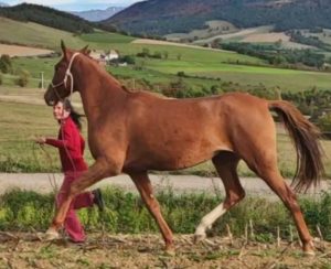 Cheval-a-vendre-akhalteke-pursang-jument-pouliniere