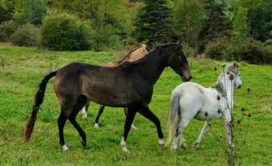 Cheval-a-vendre-akhalteke-pursang-jument-pouliniere