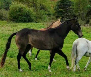 Cheval-a-vendre-akhalteke-pursang-jument-pouliniere