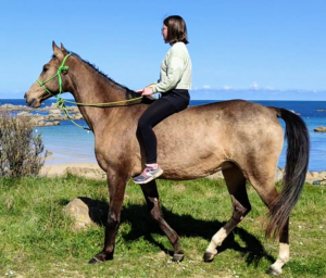 Cheval-a-vendre-akhalteke-Priska-jument-pouliniere