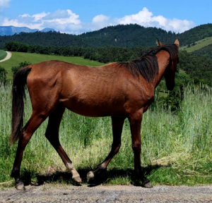 Cheval-a-vendre-akhalteke-pursang-male-poulain