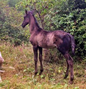 Cheval-a-vendre-akhalteke-pursang-male-poulain