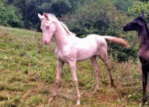 Cheval-a-vendre-akhalteke-pursang-femelle-poulain