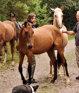 Cheval-a-vendre-akhalteke-pursang-male-poulain